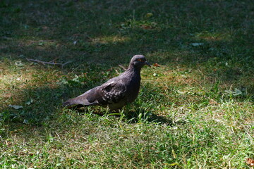 The dove is standing on the grass. Bird.