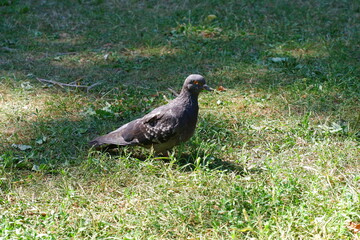 The dove is standing on the grass. Bird.