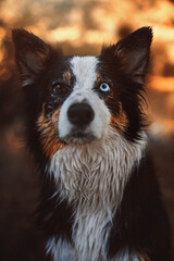 Border collie detail portrait on grass