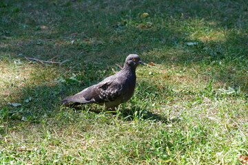 The dove is standing on the grass. Bird.