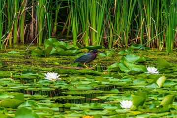 green heron in the pond