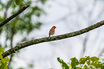 House Finch bird on a branch