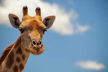 Fototapeta premium Wild african animal . Close up of large common Namibian giraffe on the summer blue sky.