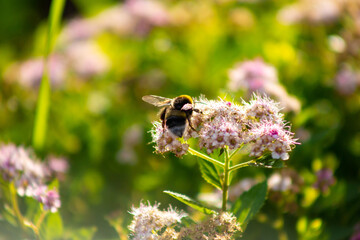 a big fluffy bumblebee sits on a flower with its wings spread on a sunny day