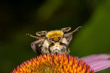 Bee taking flight off colorful flower close up