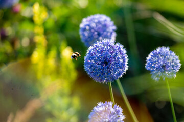 a bumblebee flies to a blue flower on a warm sunny summer day