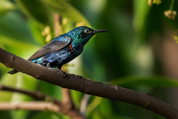 Purple Sun Bird in Shade