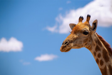 Wild african animal . Close up of large common  Namibian giraffe on the summer blue sky.