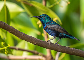 Naklejka premium Purple Sun Bird Sitting on a tree