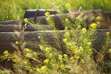 Wild yellow flowers and green grass growing in sunny field