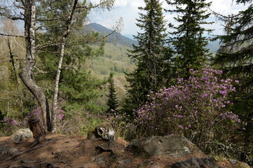 Forest landscape on the mountain Malaya Sinyukha in the area of Lake Manzherok. Gorny Altai