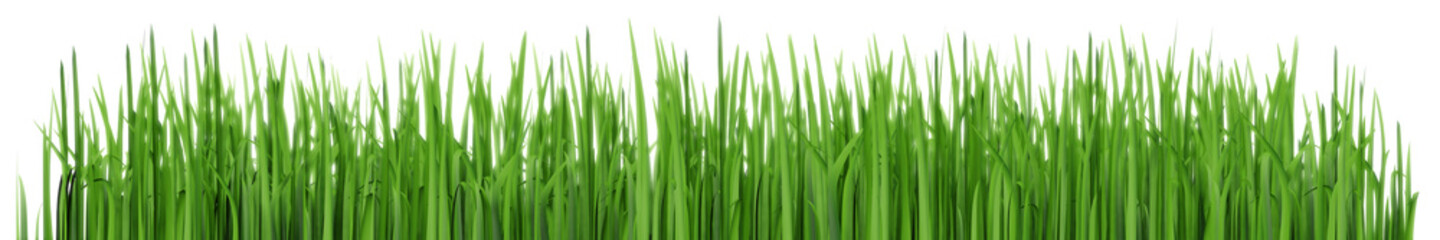 Green lawn grass. Wide panoramic illustration isolated on white background