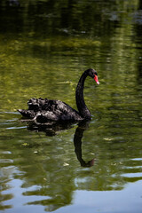 Obraz premium Black swan