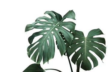 Papier Peint photo Monstera Green Leaves of Monstera Plant Isolated on White Background with