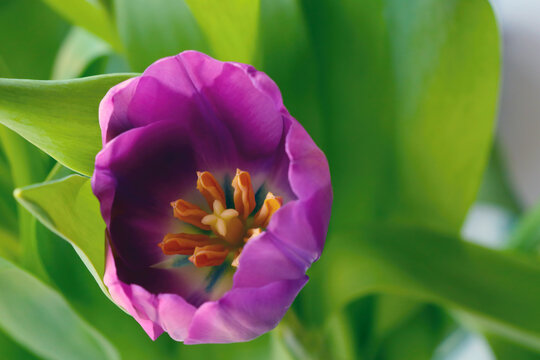 Close-up on the flowering purple tulip, floral.