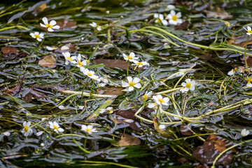 Close up of mass of white and yellow water crowfoot flowers floating on river surface
