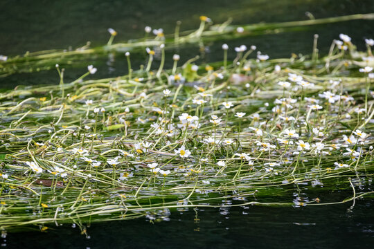 Close up of mass of white and yellow water crowfoot flowers floating on river surface