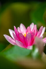 Fototapeta na wymiar Pink water lily between green leaves