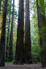 two massive redwoods framed by the redwood forest in California off the Avenue of the Giants