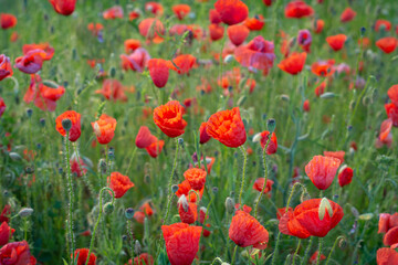 Red poppies in the field