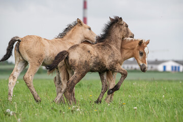 Young thoroughbred foals frolic on the field.