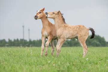 Young thoroughbred foals frolic on the field.