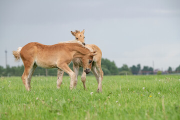 Naklejka na ściany i meble Young thoroughbred foals frolic on the field.