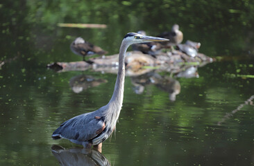 Great Blue Heron wading in lake with turtles and ducks on log in background.