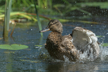 Stockente (Anas platyrhynchos) beim baden, Deutschland