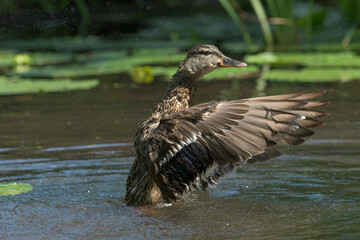 Stockente (Anas platyrhynchos) beim baden, Deutschland