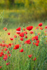 Red poppies in the field