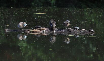 Painted turtles and wood ducks sharing a log in a lake. 
