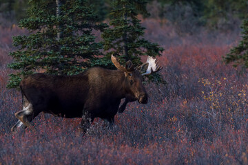 Alaska Yukon bull Moose in Autumn