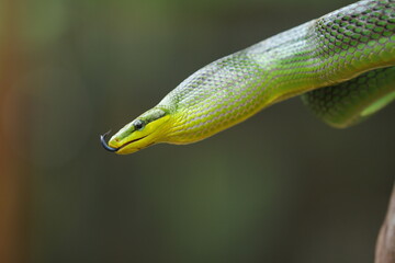 The gonyosoma green snake is a very low venom and harmless snake.