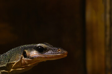Close-up on the head of the lizard in the park.