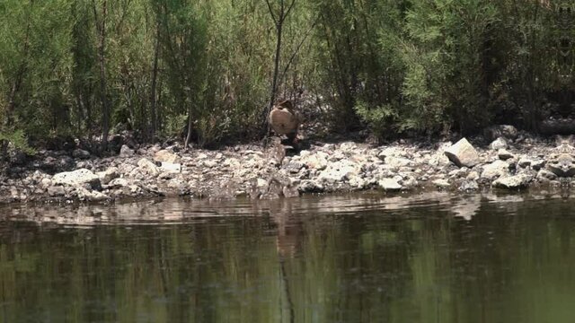 Duck Mom And Duclings Going Out Of The Pond In Super Slow Motion