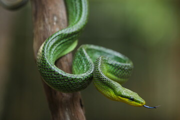 The gonyosoma green snake is a very low venom and harmless snake.