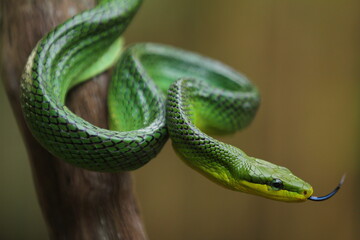 The gonyosoma green snake is a very low venom and harmless snake.