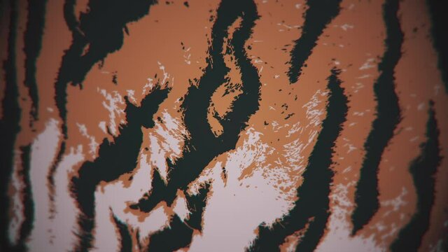 Tiger print motion background. This striped animal fur print background animation is full HD and a seamless loop.