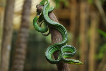 The gonyosoma green snake is a very low venom and harmless snake.