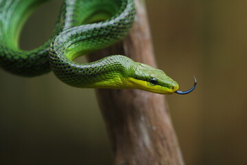 The gonyosoma green snake is a very low venom and harmless snake.