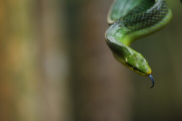 The gonyosoma green snake is a very low venom and harmless snake.