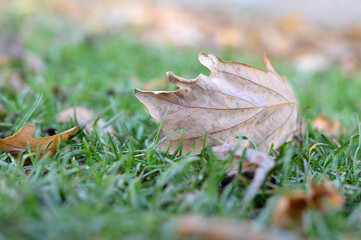 liść, makro fotografia, jesień