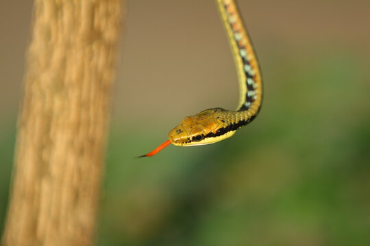 Dendrelaphis pictus (painted bronzeback) is a species of snake found in Southeast Asia and India.