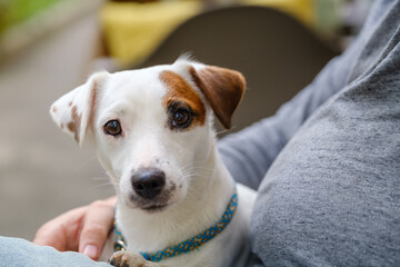 Dog resting on lap of owner