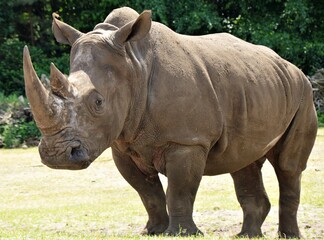 Ein Nashorn aus nächster Nähe fotografiert.