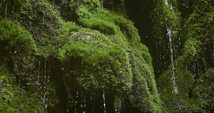 Green moss with water stream