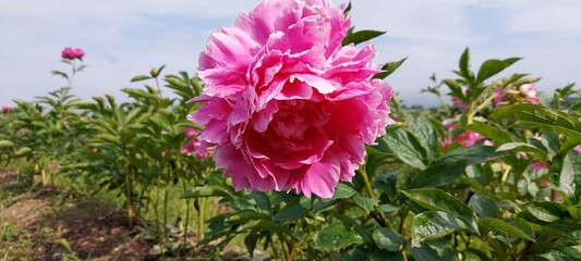 peony