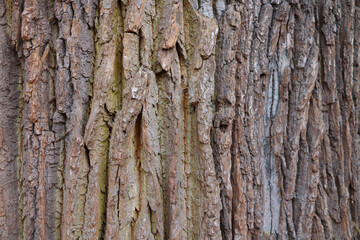 View of the trunk of an old tree, the texture of the tree bark, the background.