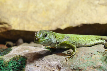 Close-up on a small green lizard on a rock.